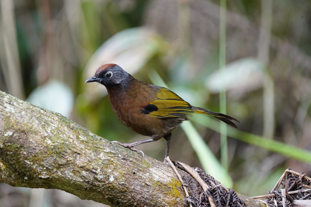 Malayan Laughingthrush - Richard Maarschall