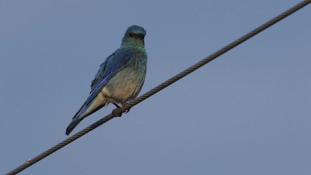 Mountain Bluebird - ML483152