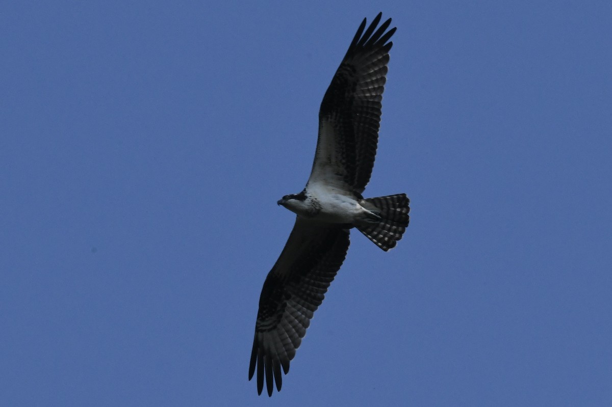 Osprey - ML483152871