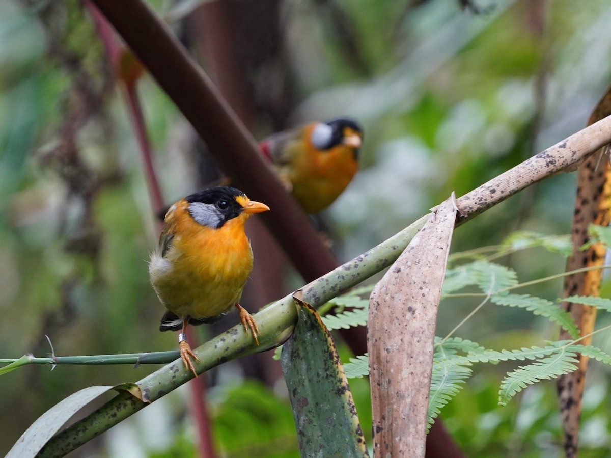 Silver-eared Mesia - ML483153071