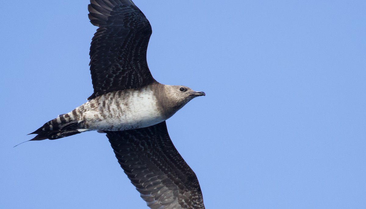 Long-tailed Jaeger - Will Sweet