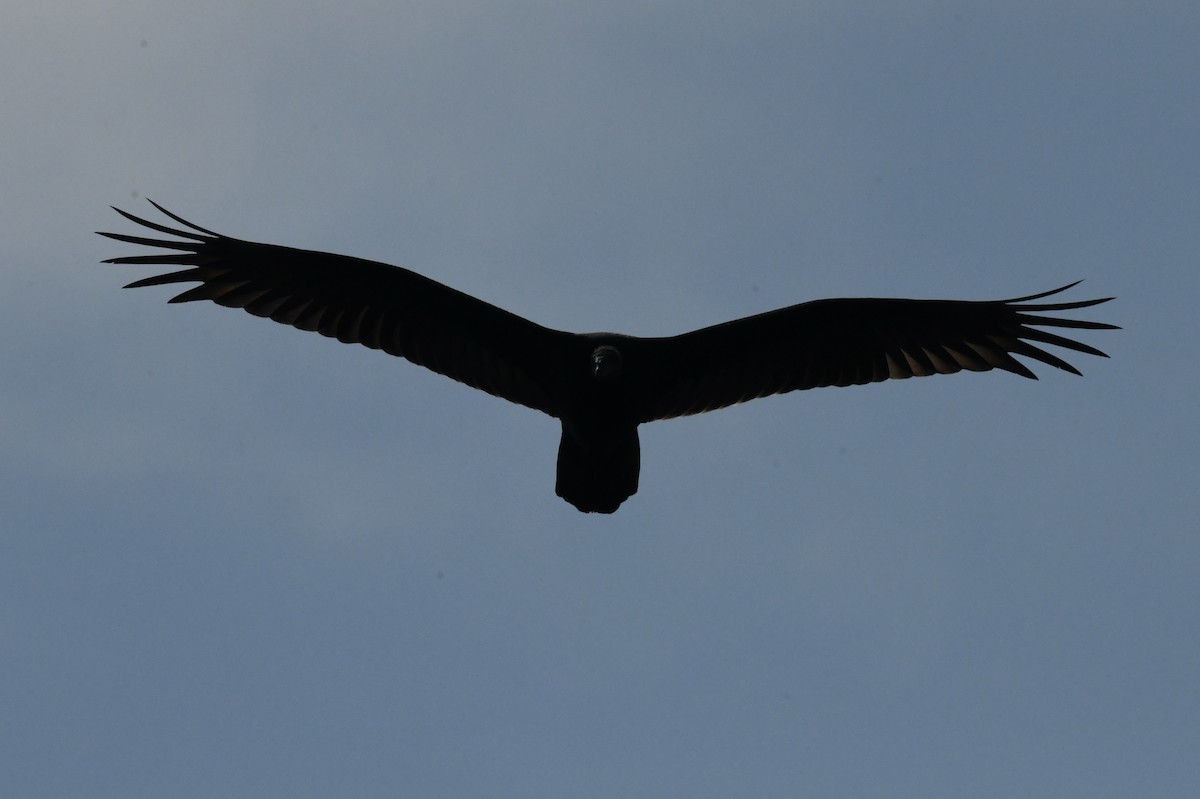 Turkey Vulture - ML483153851