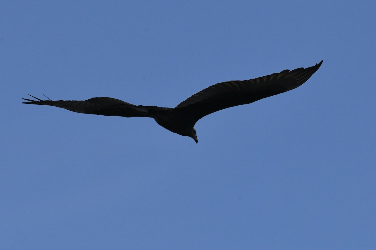 Turkey Vulture - ML483153981