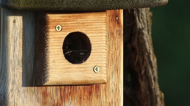 House Wren (Northern) - ML483157