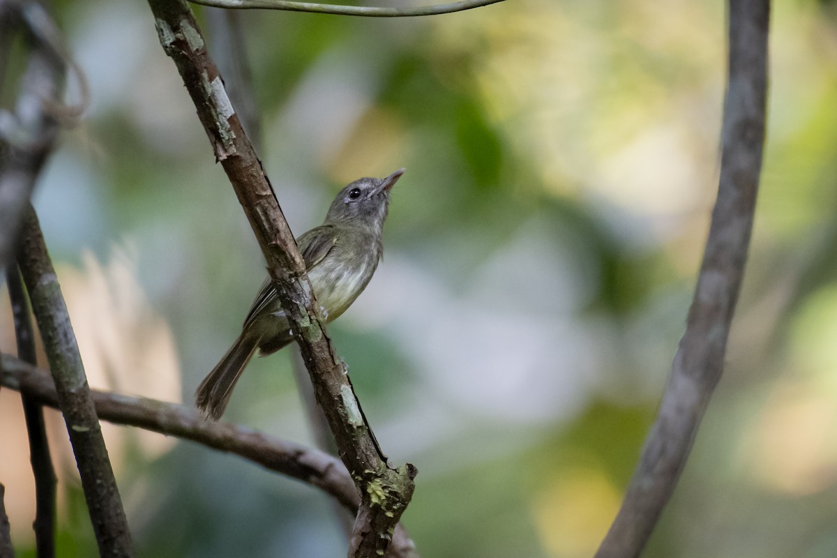 Boat-billed Tody-Tyrant - Priscilla Diniz