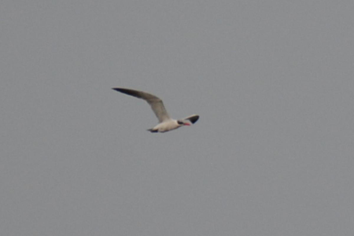 Caspian Tern - ML483157441