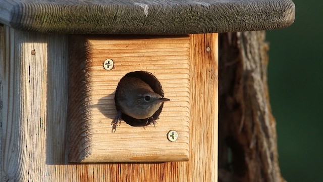 House Wren (Northern) - ML483158