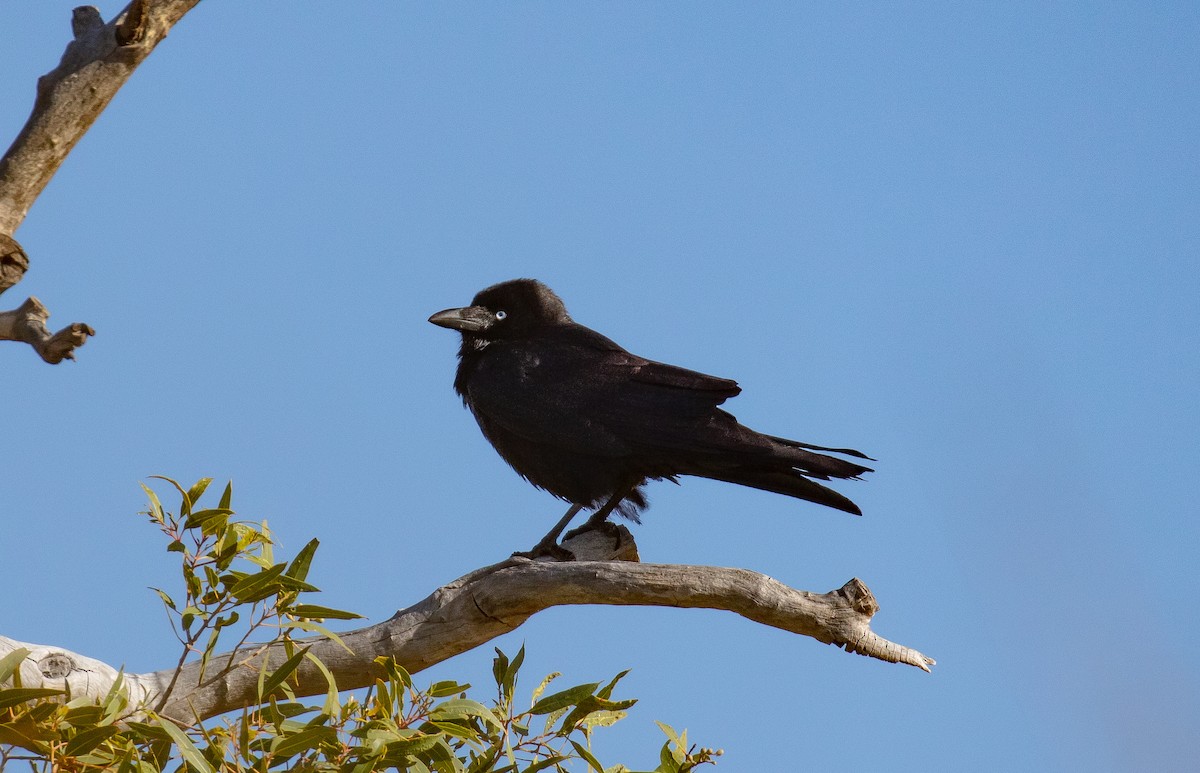 Little Crow - Hickson Fergusson