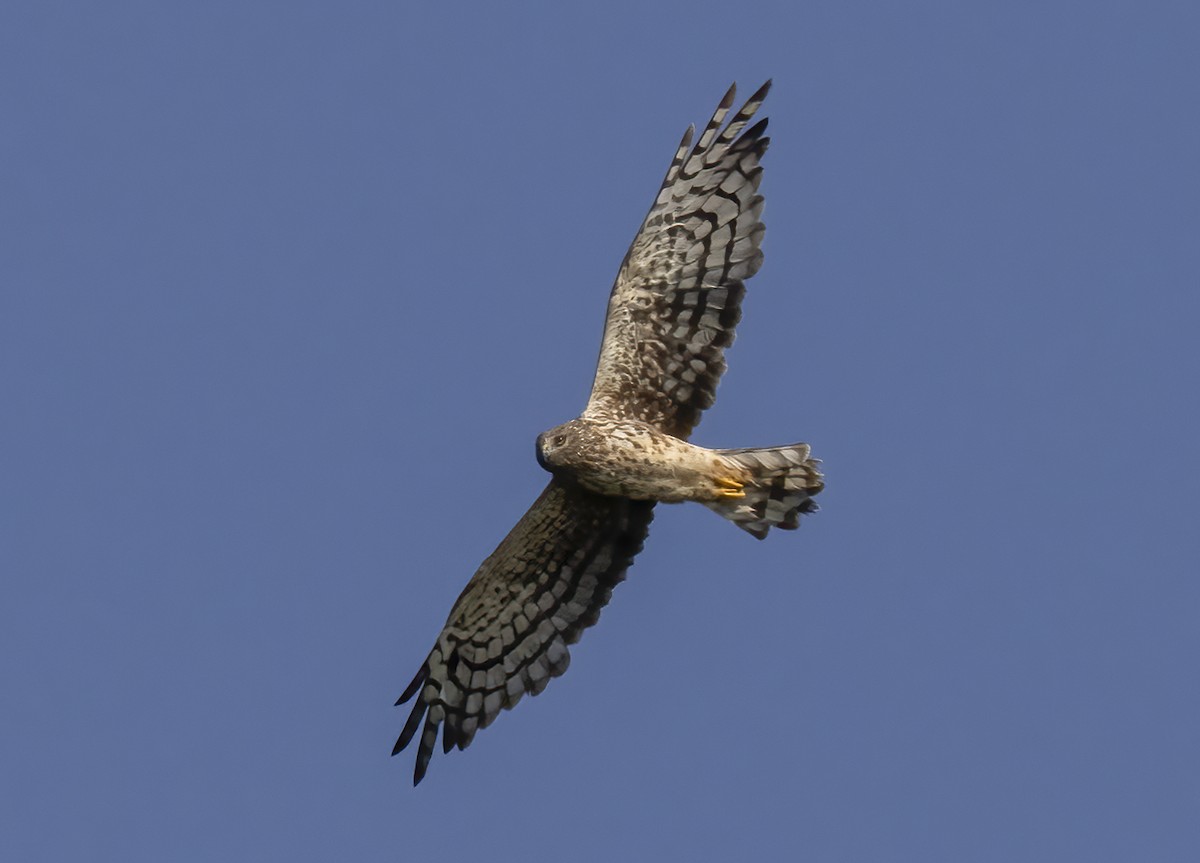 Northern Harrier - ML483158941