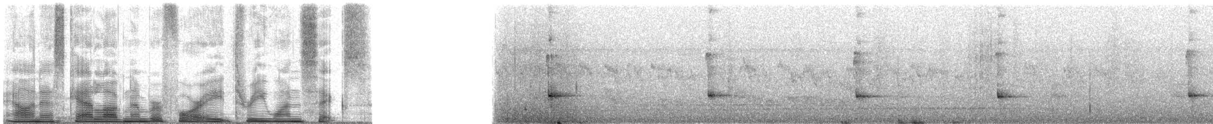 Slaty Bristlefront - ML48316