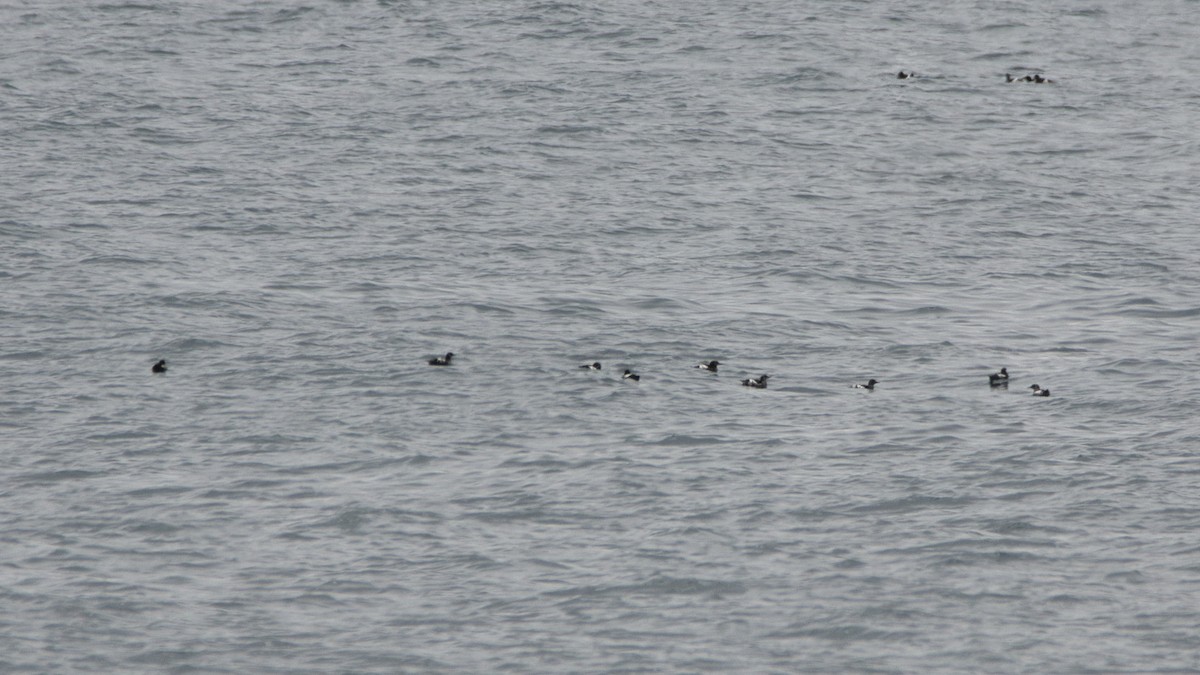 Black Guillemot - ML483160081