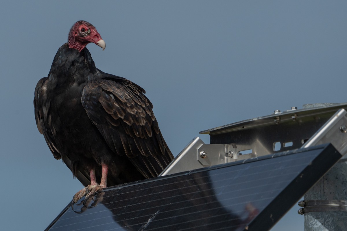 Turkey Vulture - ML483160331