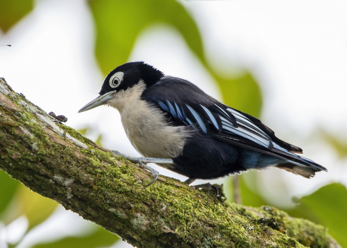 Blue Nuthatch - Lee Cheow Lim