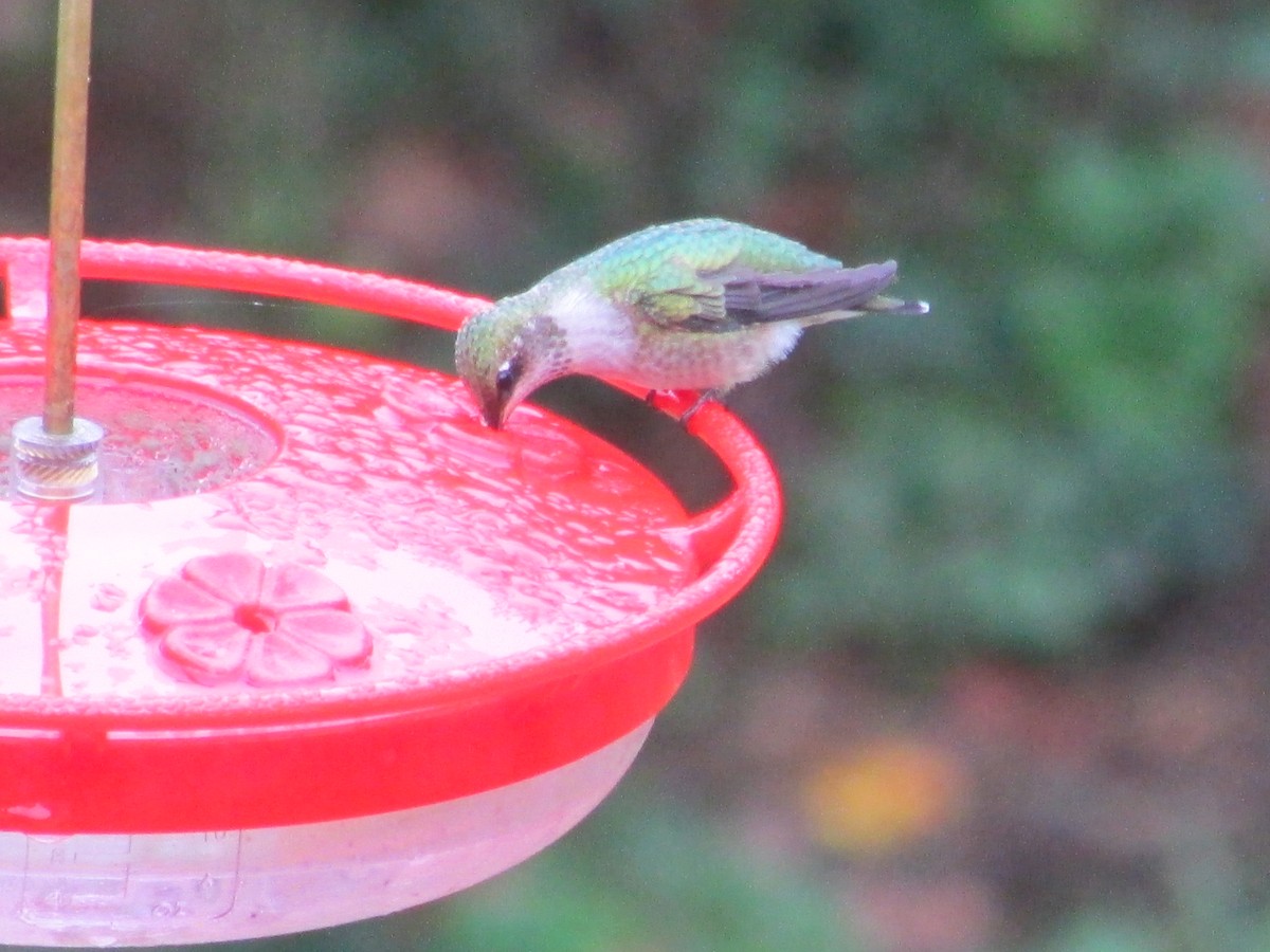 Ruby-throated Hummingbird - Julie Williams
