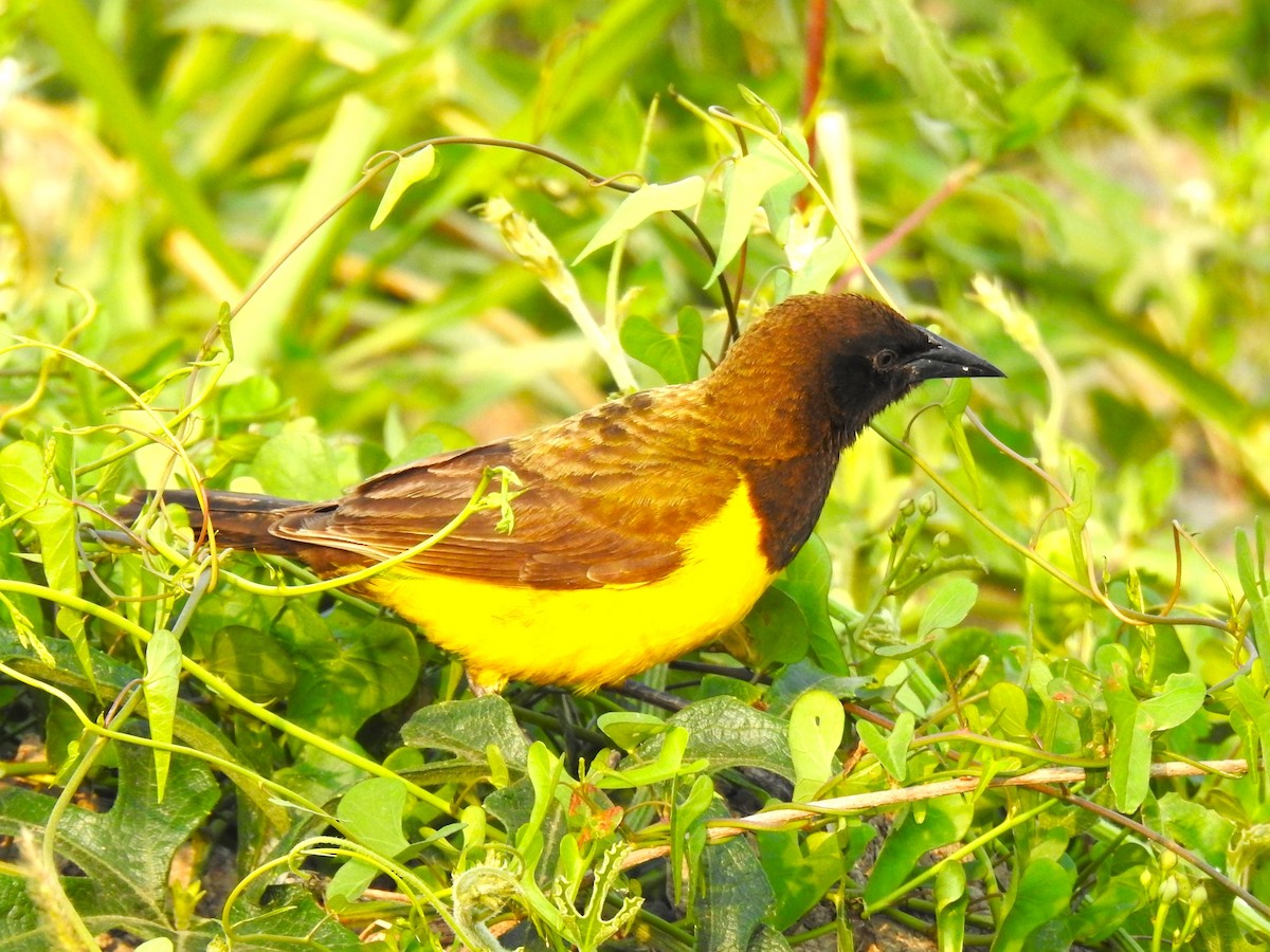 Yellow-rumped Marshbird - Ricardo Centurión