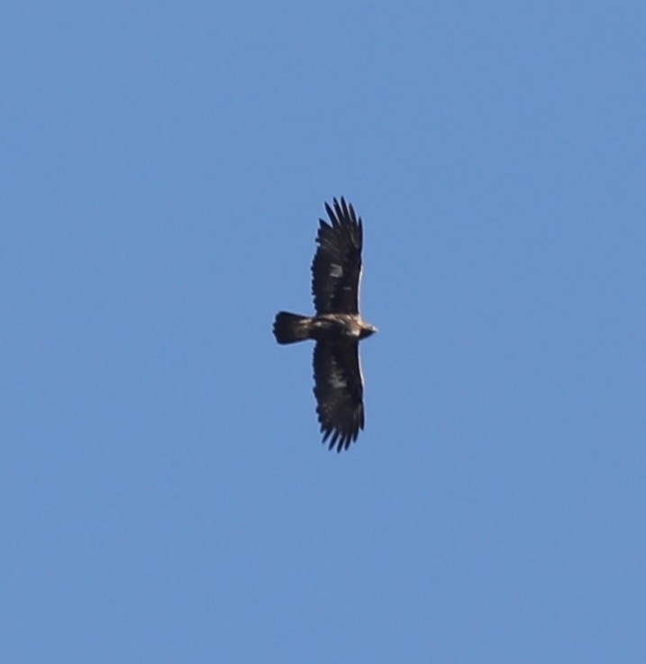 Águila Real - ML483162751