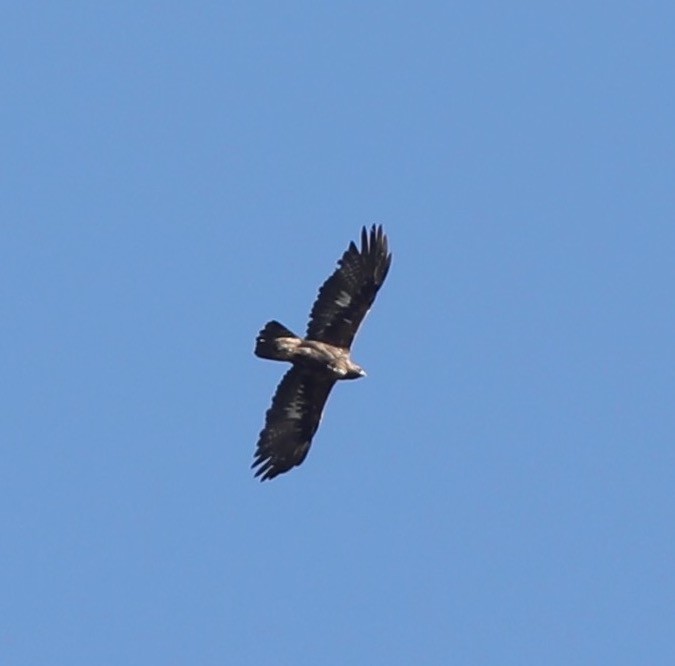 Águila Real - ML483162761