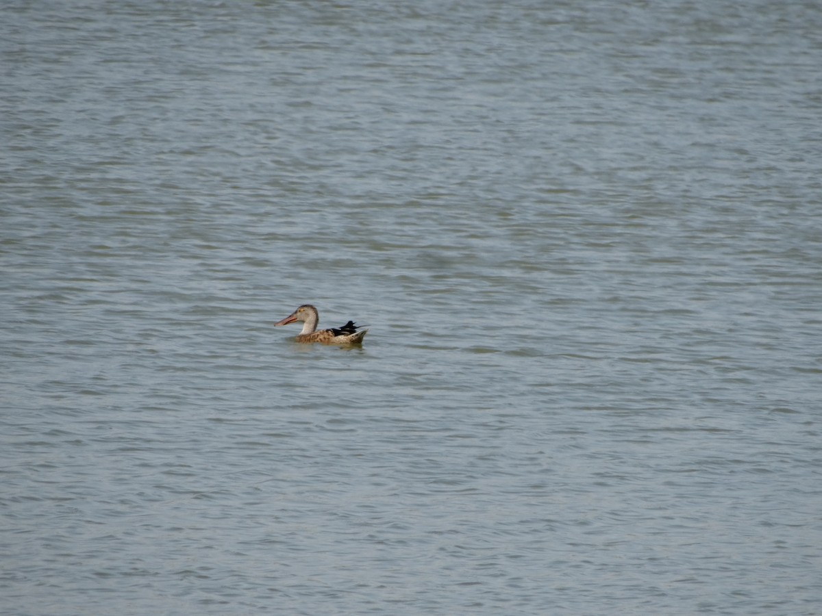 Northern Shoveler - Nikolay Tsonev