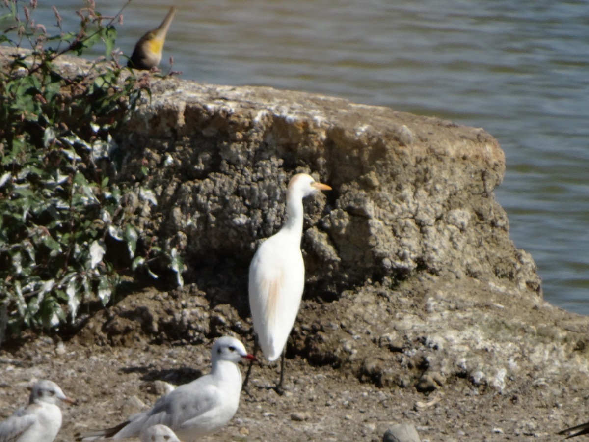 Western Cattle Egret - ML483164491