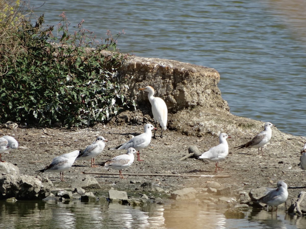 Египетская цапля (ibis) - ML483164501