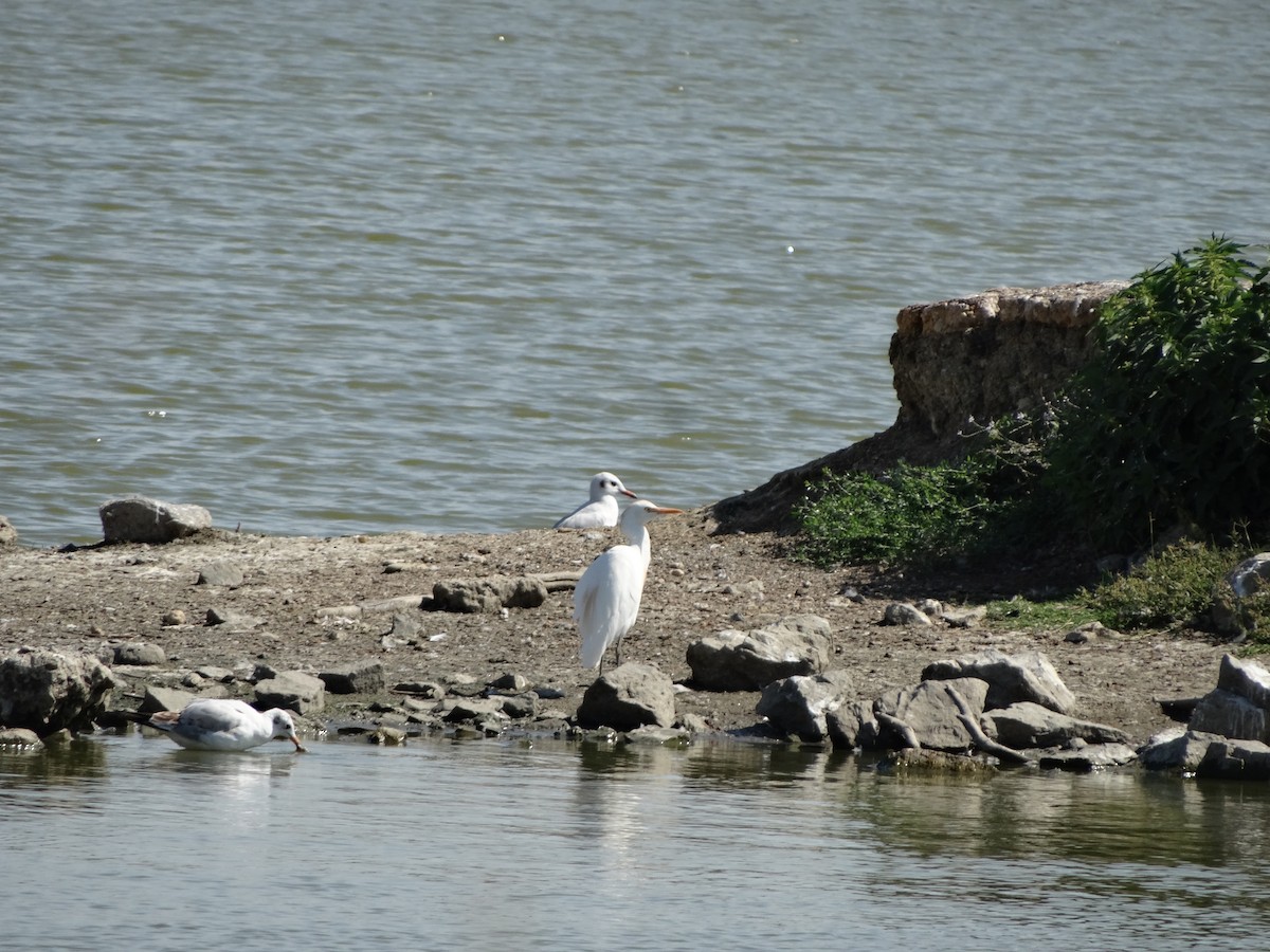 Чапля єгипетська (підвид ibis) - ML483164511