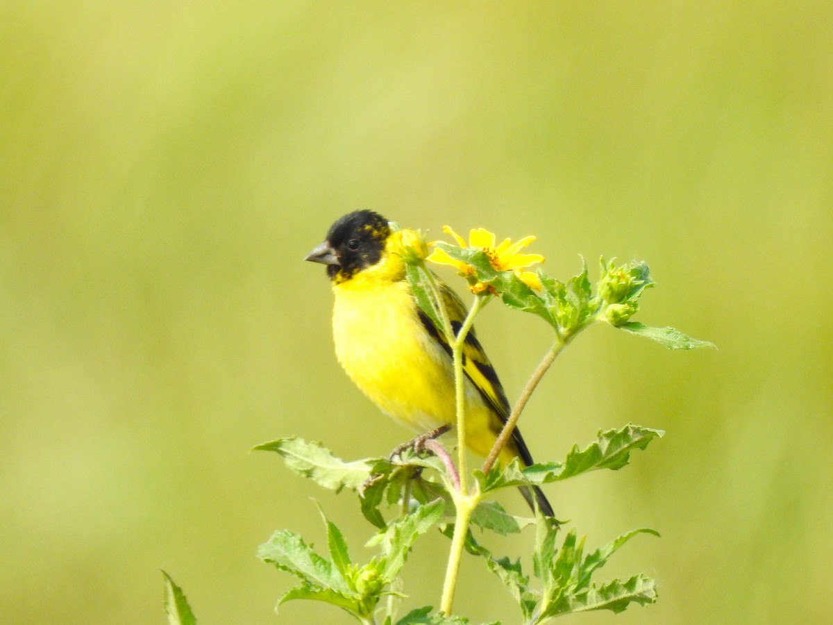 Hooded Siskin - ML483164691