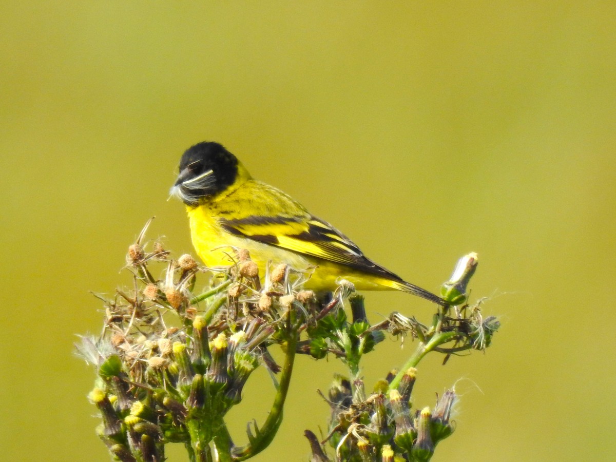 Hooded Siskin - Ricardo Centurión