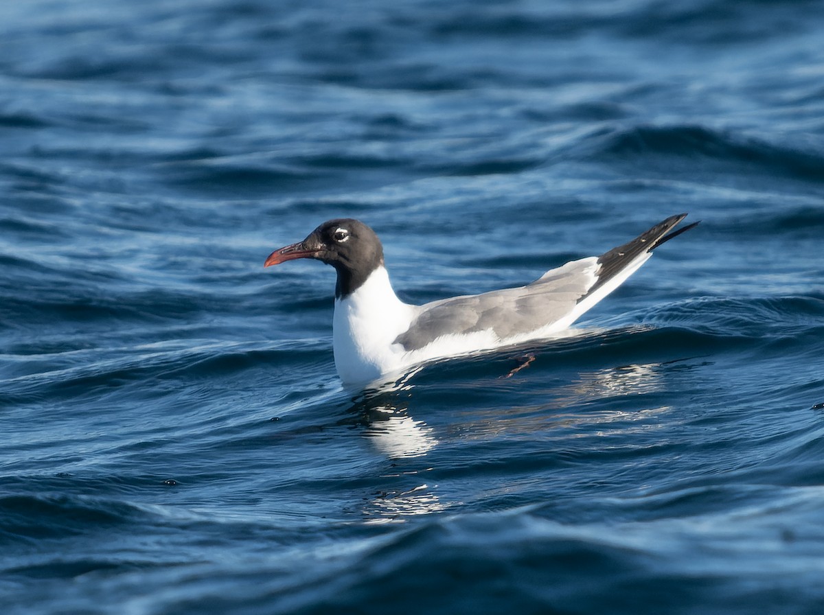 Mouette atricille - ML483165491