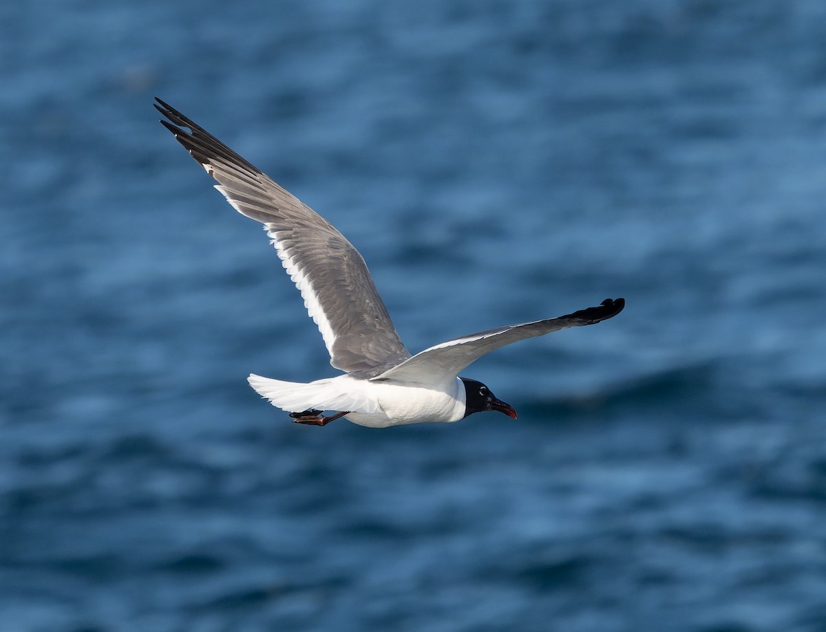 Mouette atricille - ML483165521