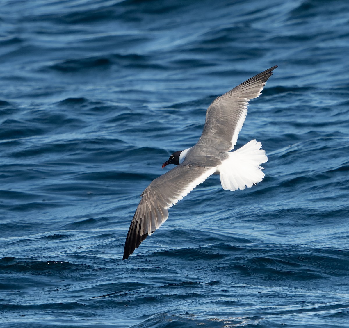 Mouette atricille - ML483165561