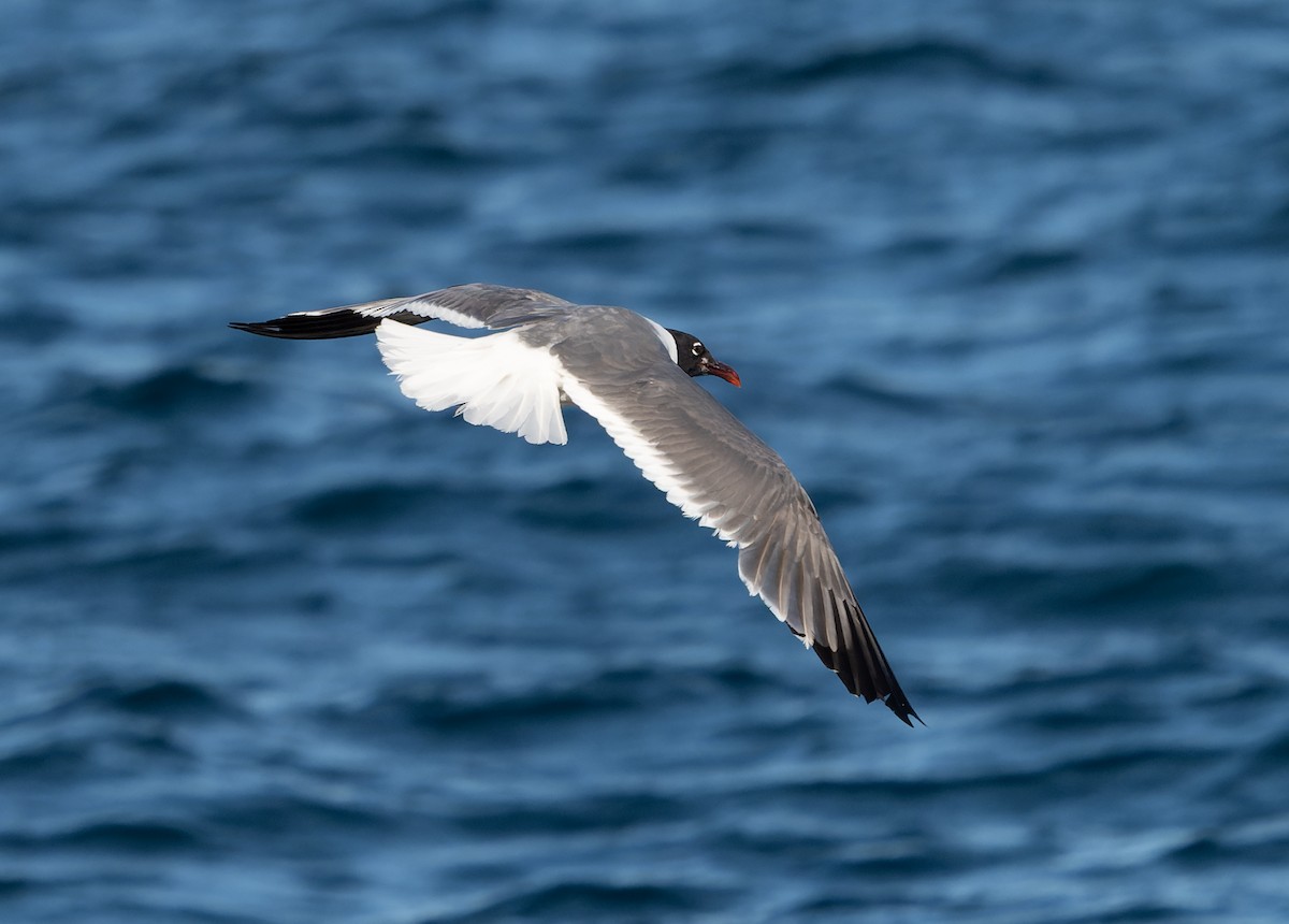 Mouette atricille - ML483165571