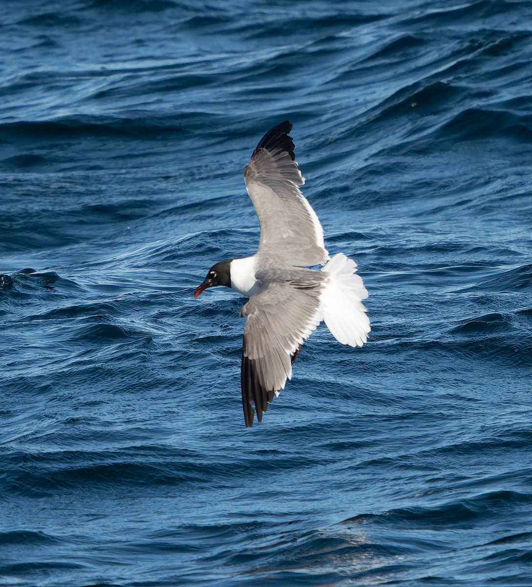 Mouette atricille - ML483165581