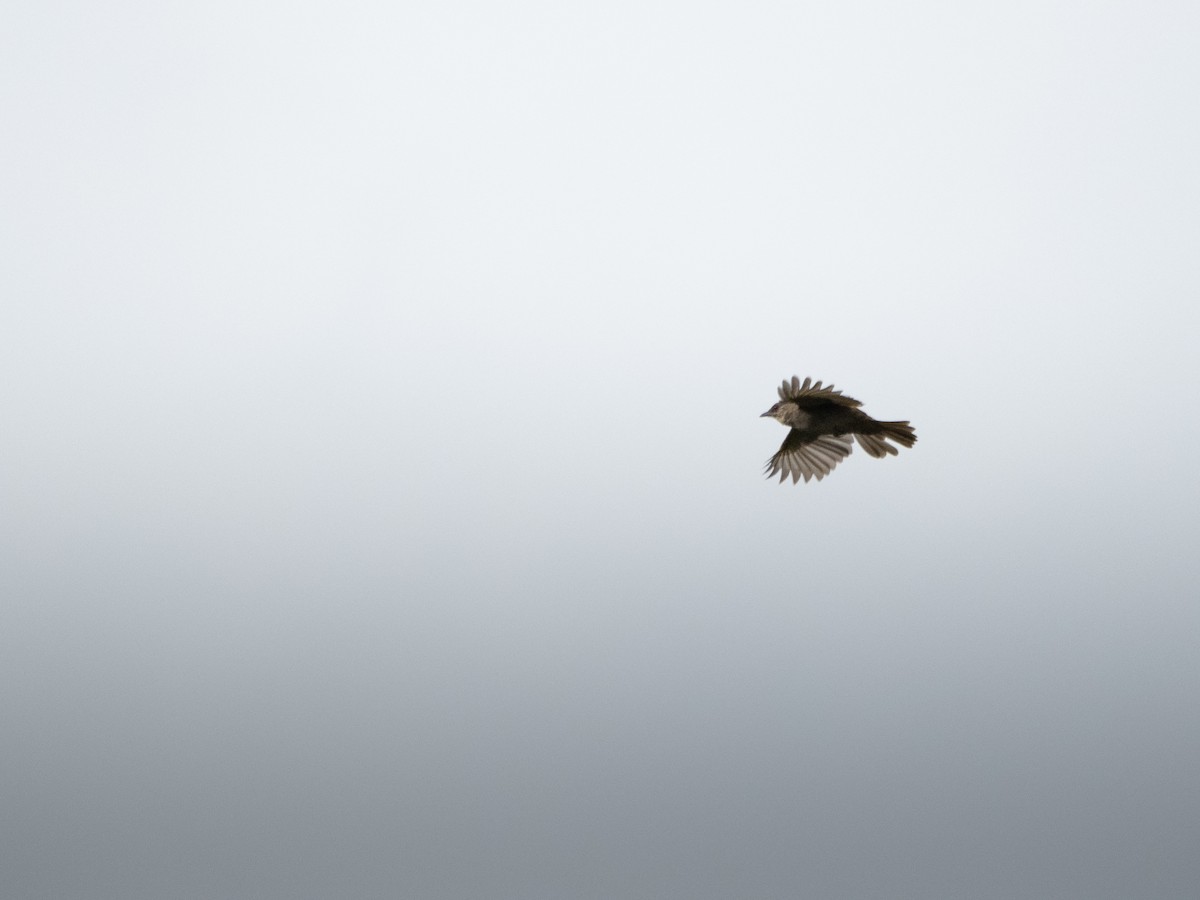 Olive-winged Bulbul - Jayden Kang