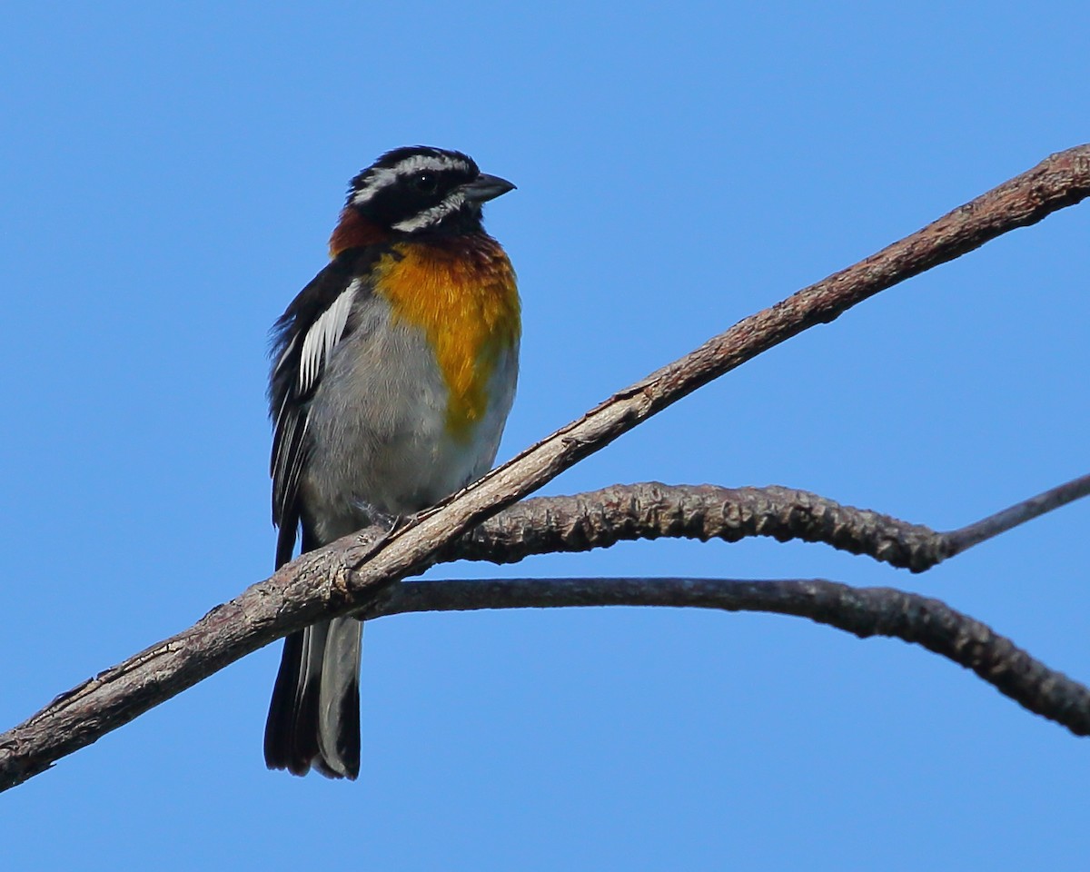 Western Spindalis - Bruce Robinson