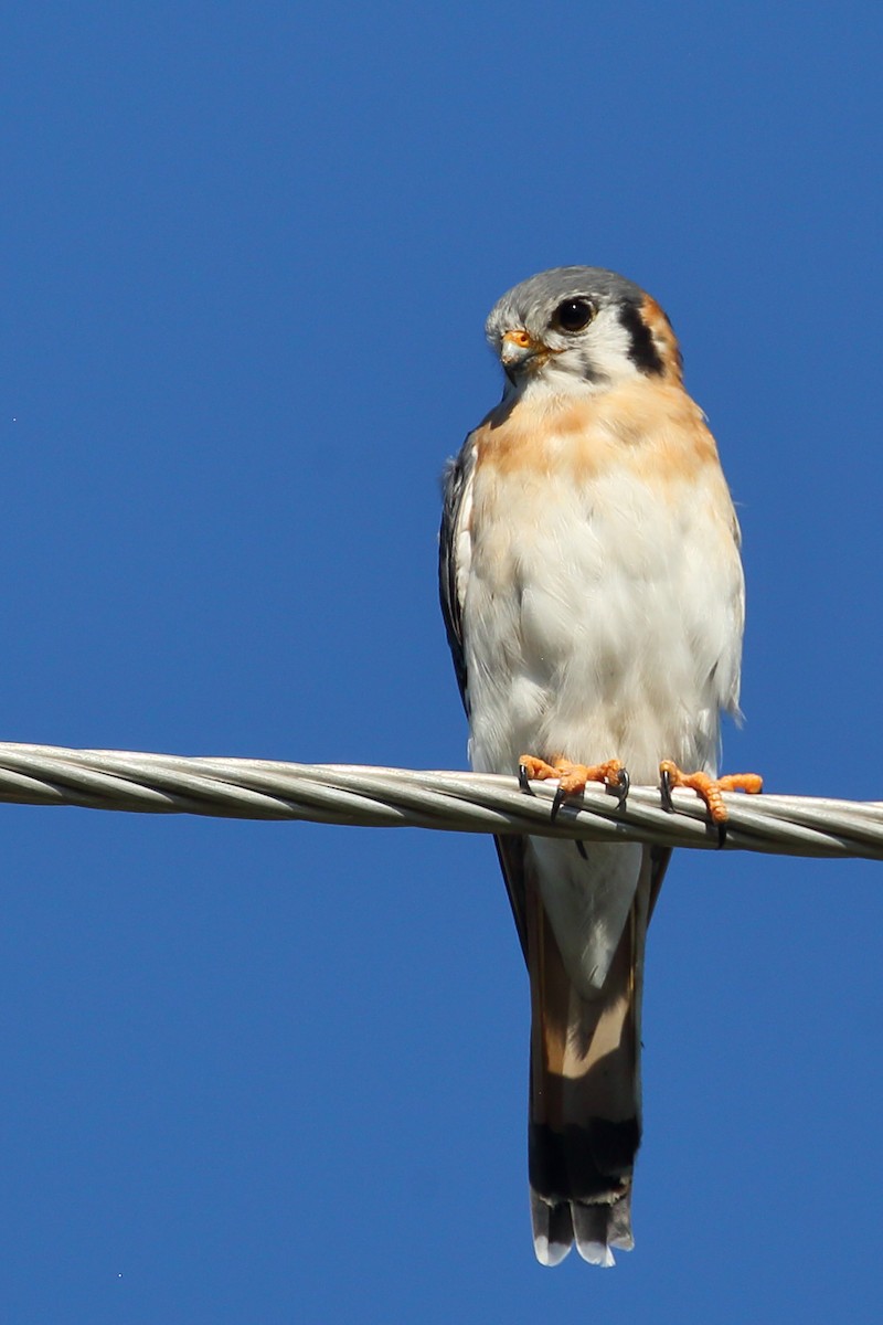 American Kestrel - ML483168351