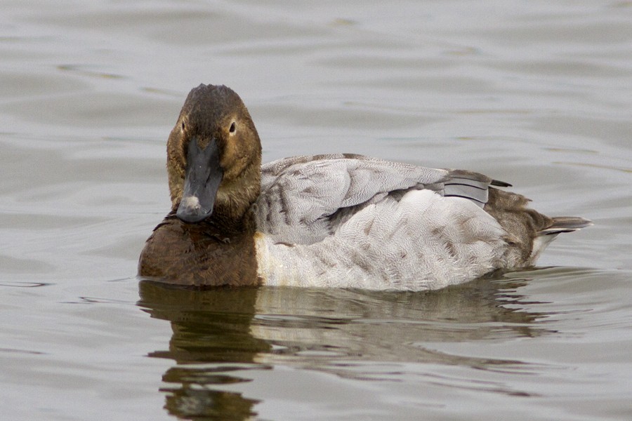 Canvasback - ML48316841