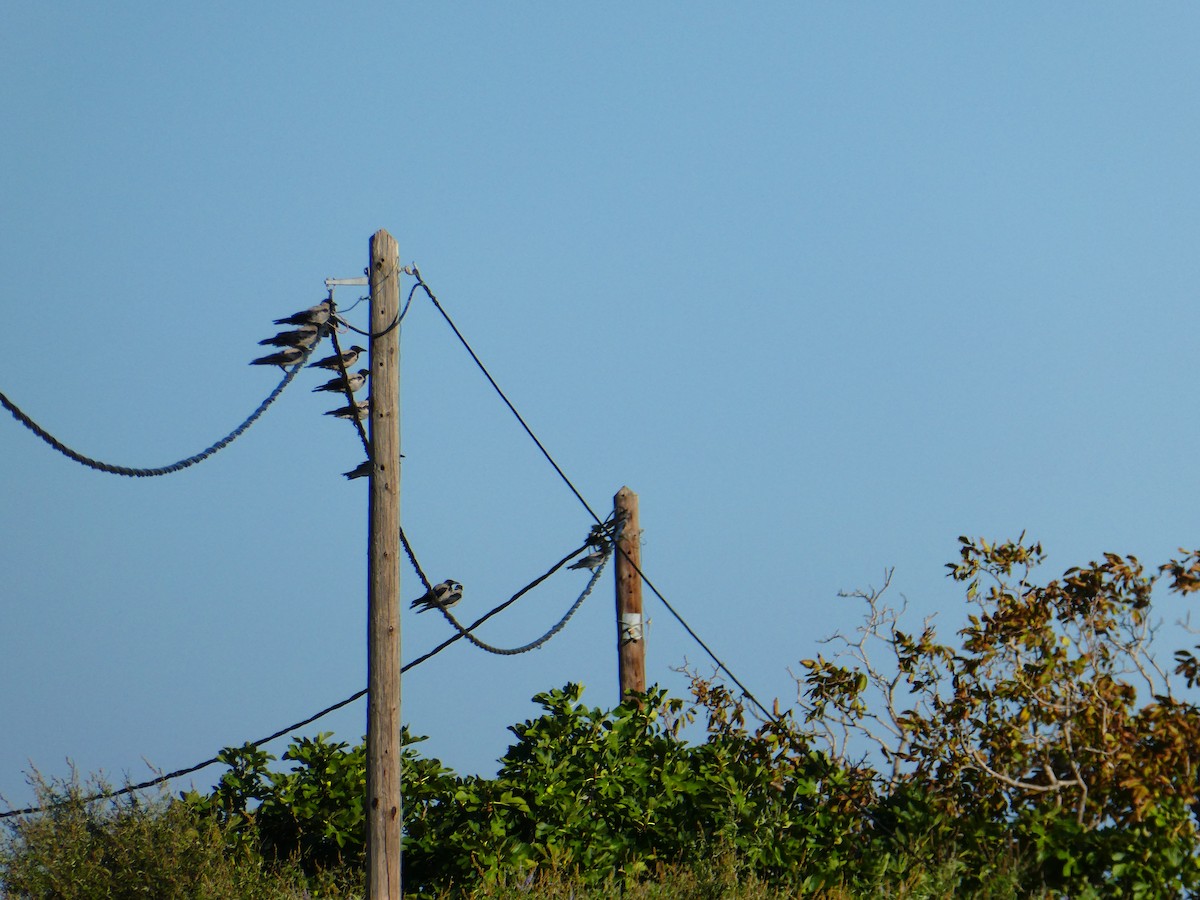 Hooded Crow - ML483170381