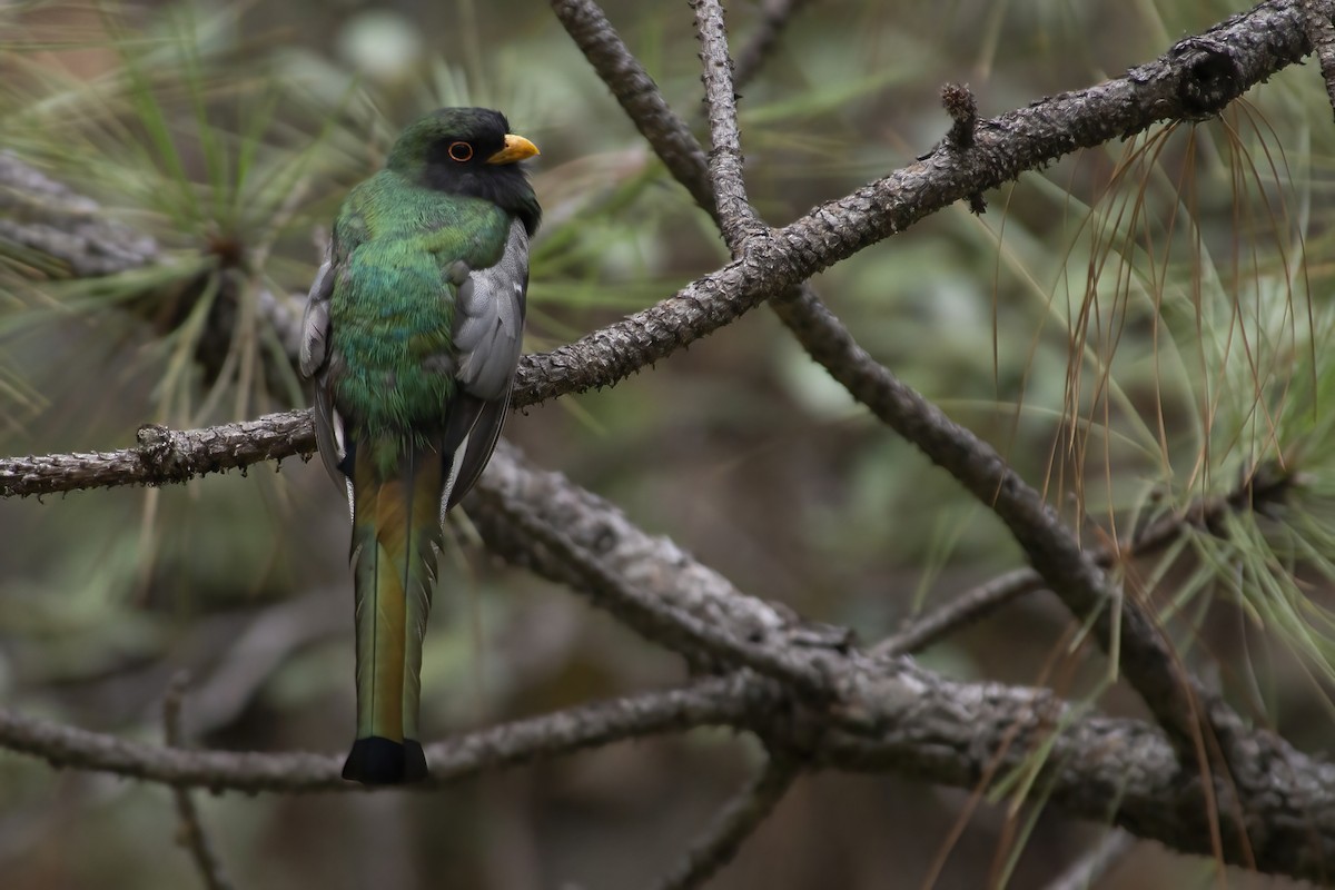 Elegant Trogon (Coppery-tailed) - Daniel shi