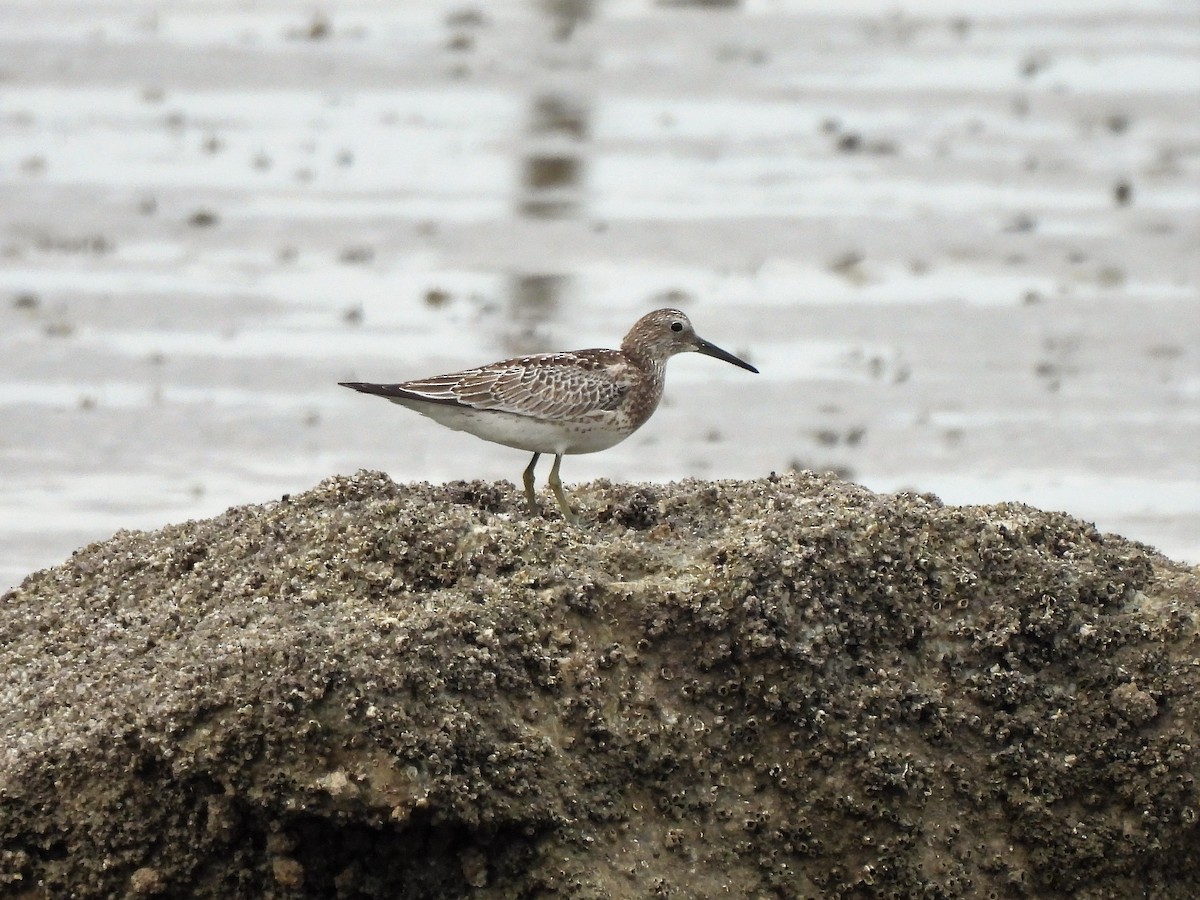 Great Knot - ML483171581