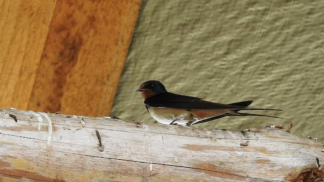 Barn Swallow - ML483172471