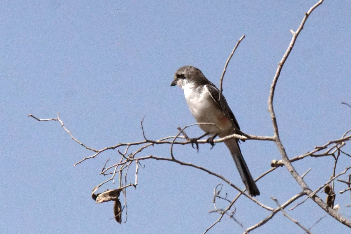 Red-backed Shrike - ML483172811