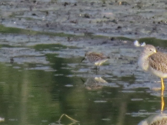 Western Sandpiper - ML483173321