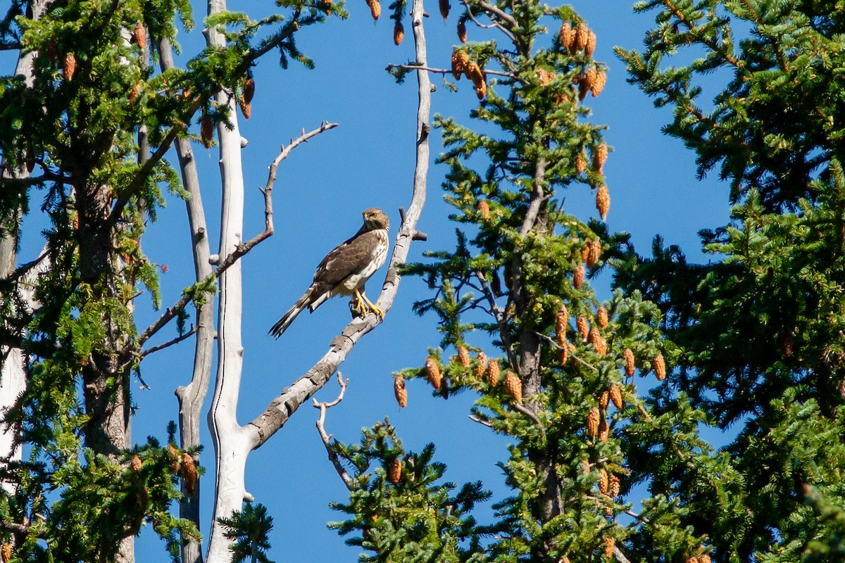 Cooper's Hawk - ML483173891