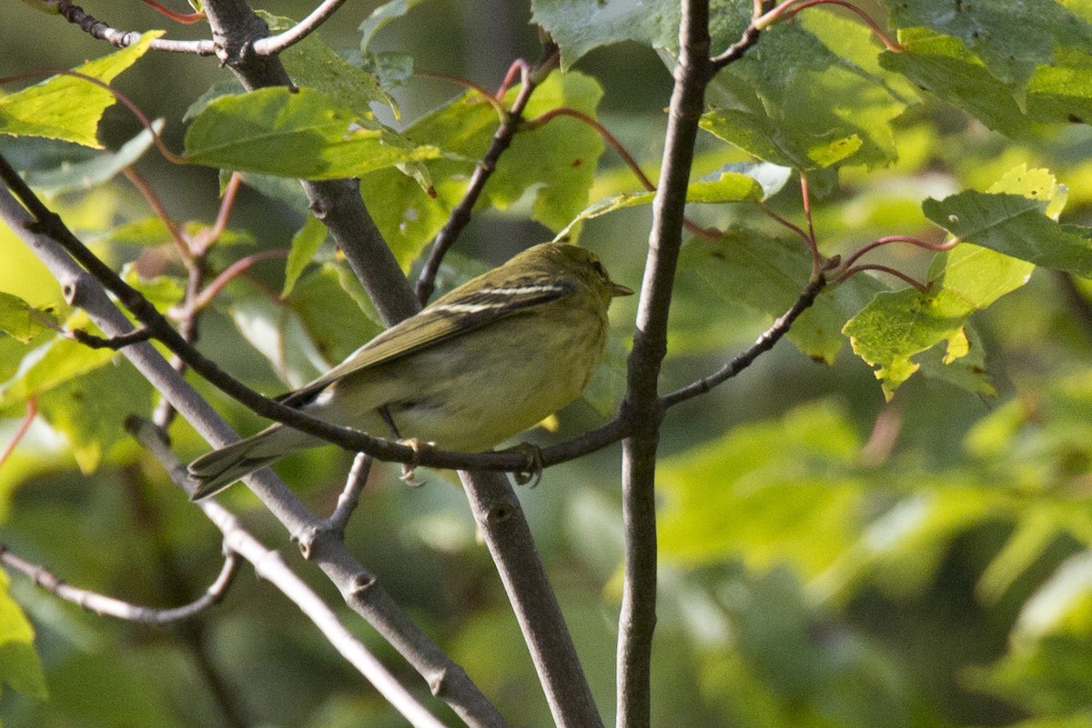 Blackpoll Warbler - ML483174721