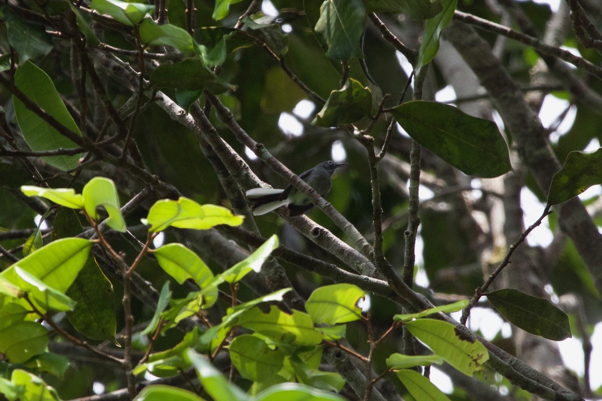 Guianan Gnatcatcher - ML483174741