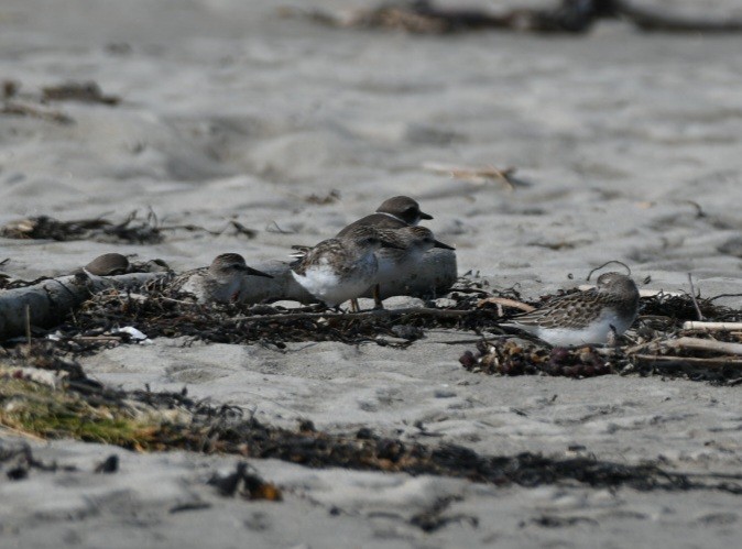 Semipalmated Sandpiper - ML483174841