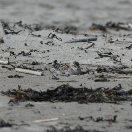 Semipalmated Sandpiper - Sean Hatch