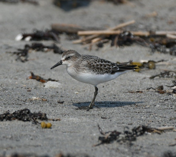 Semipalmated Sandpiper - ML483175251