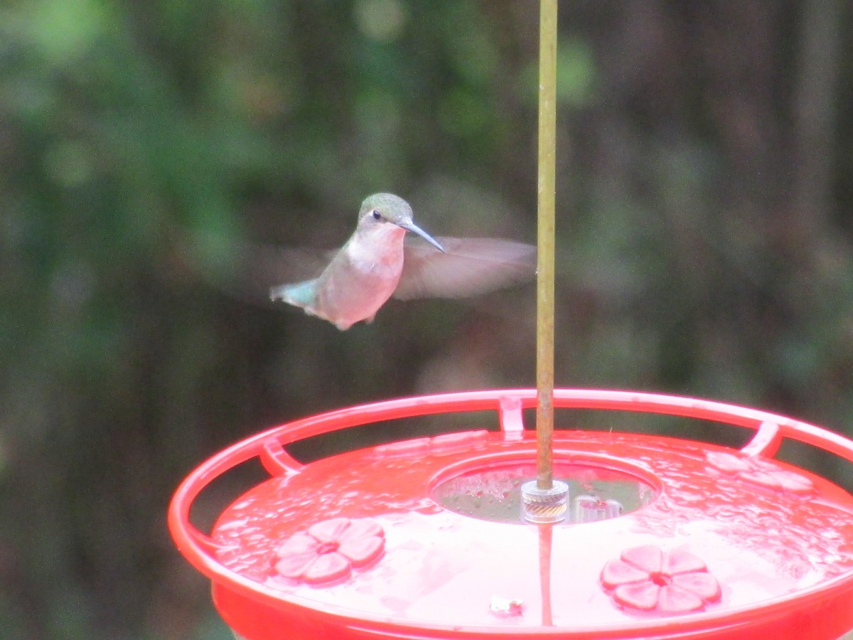 Ruby-throated Hummingbird - ML483175341