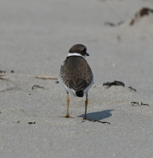 Semipalmated Plover - ML483175591